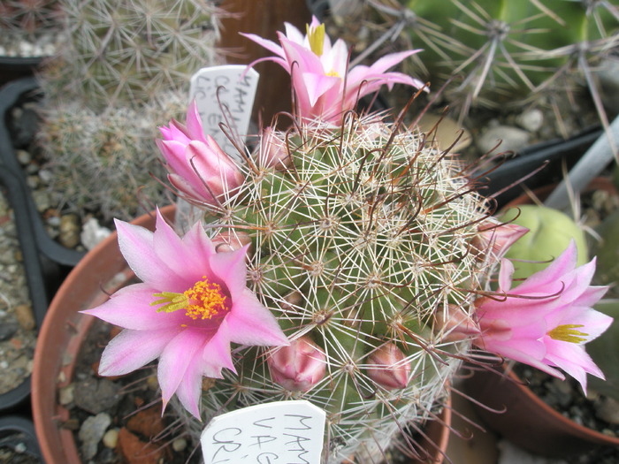 Mammillaria capensis - 26.06