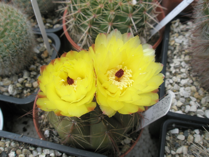 Notocactus ottonis - 26.06