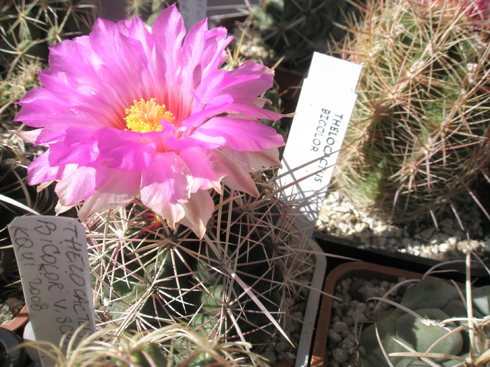 Thelocactus bicolor - 22.06