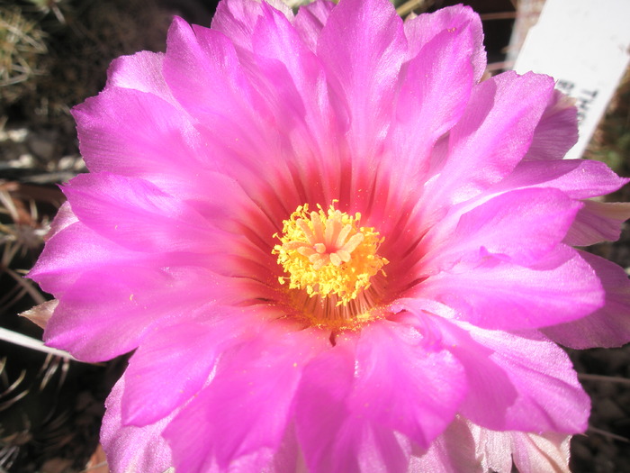 Thelocactus bicolor - floare - Thelocactus