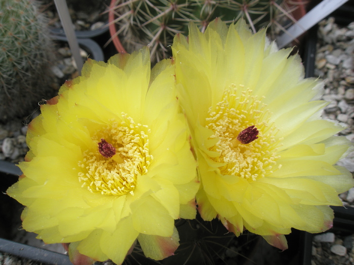 Notocactus ottonis - flori - Notocactus