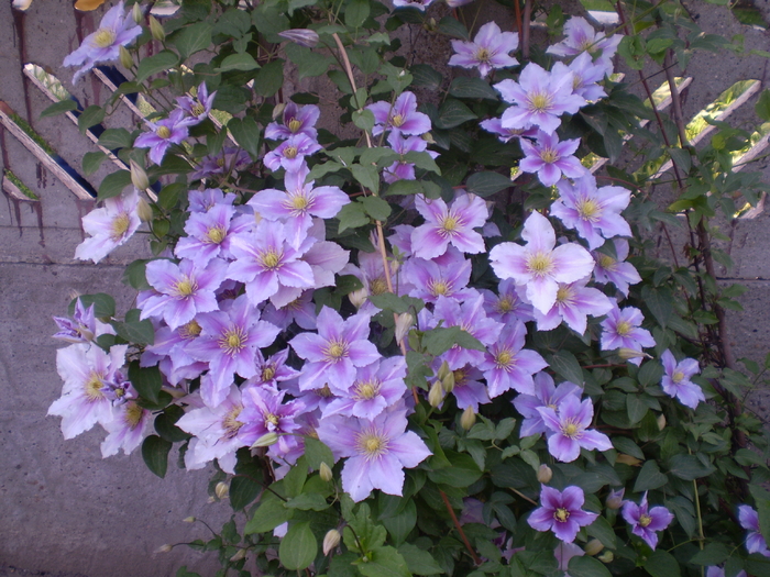 P5273703 - flori de gradina 2010-primavara-vara