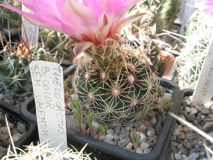 Thelocactus bicolor v. schwartzii - 22.06