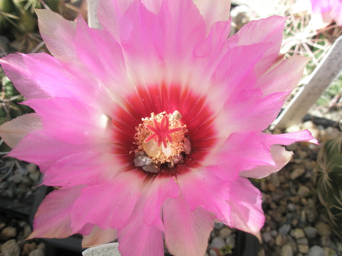 Thelocactus schwartzii - floare - Thelocactus