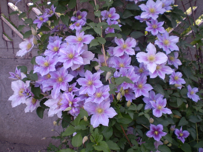 P5273704 - flori de gradina 2010-primavara-vara