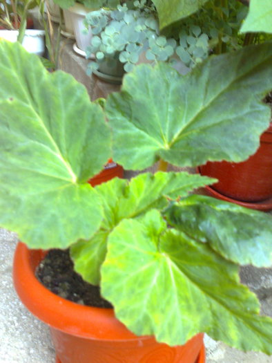 begonia - B BEGONII