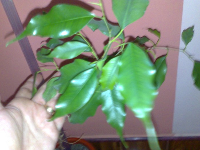 ficus Benjamin - Ficusi