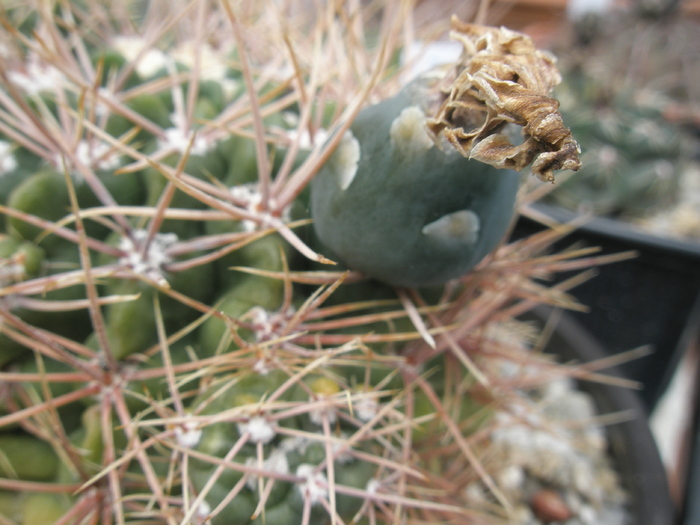 Gymnocalycium netrelianum - fruct - fructe si seminte