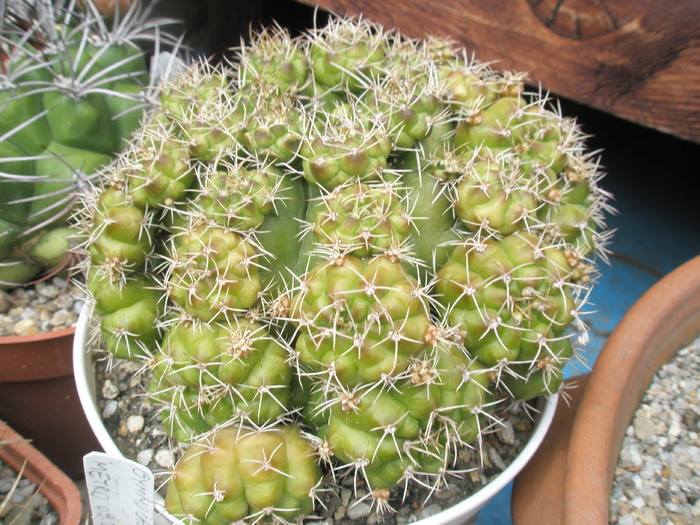 Gymnocalycium anisitsii v. multiproliferum - 26.06 - Gymnocalycium