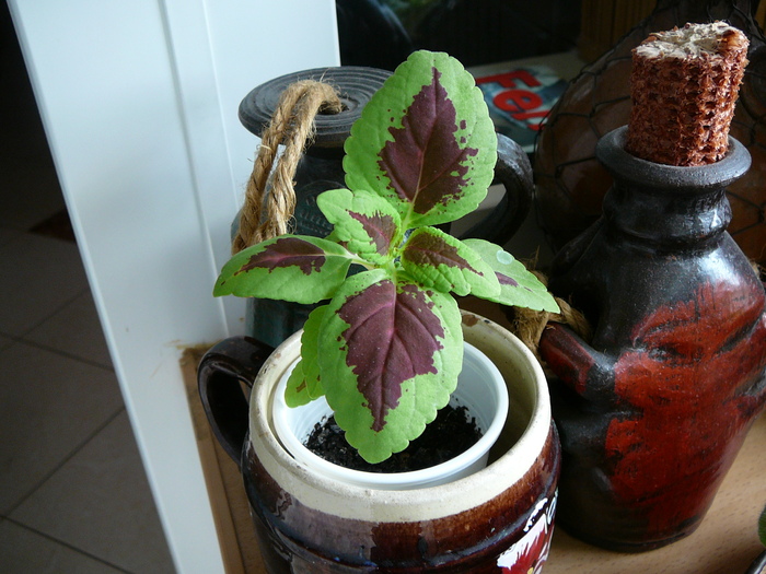 coleus din seminte