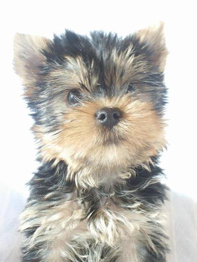 1266137870_74098841_6-VIND-CATELUSI-YORKSHIRE-TERRIER-Romania-1266137870