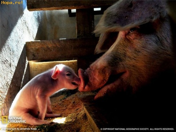 044_pics_1233825982 - Animale