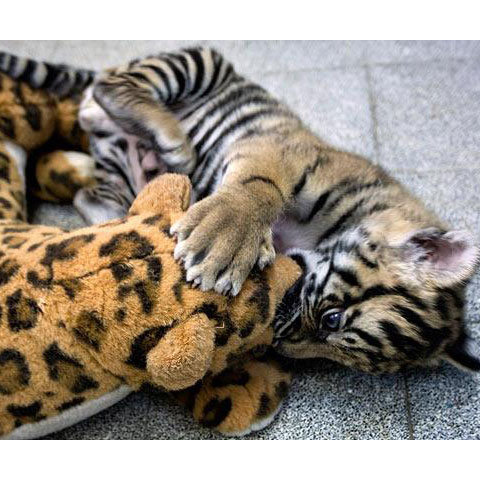image_123581947117162600_1 - Animale