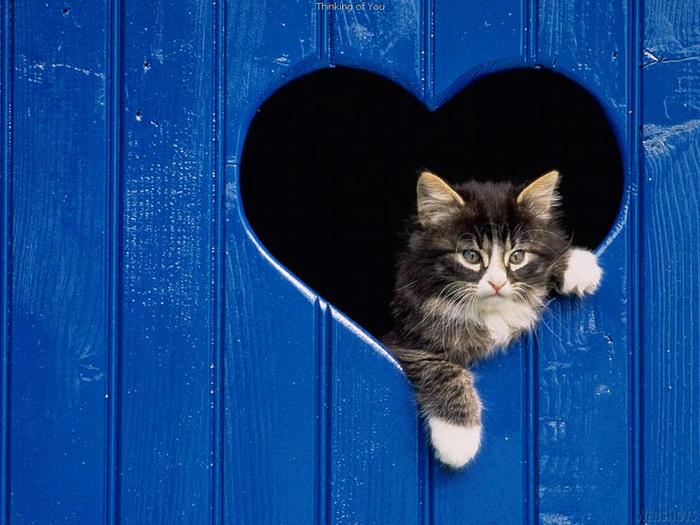 o-pisica-si-o-inimioara-a-cat-and-a-heart - Animale