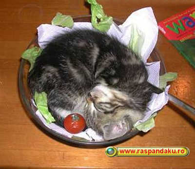 pisica_in_farfurie - Animale