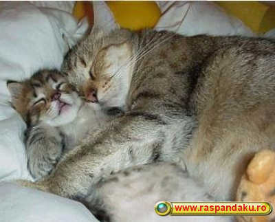 pisica_mama_si_pisic_mic - Animale