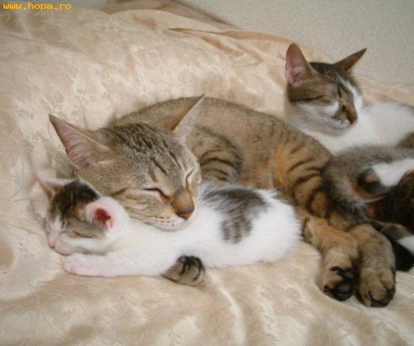 poza14_1144701005 - Animale