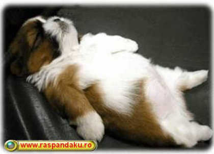 pui_de_catel - Animale