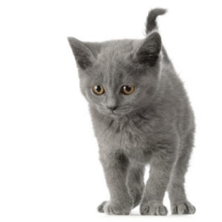 97f831669762af588d3c7157934ad693 - Animale
