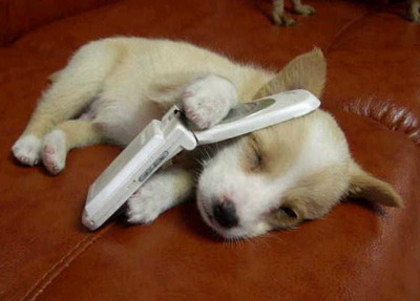 12938_catei-poze-telefoane - Animale
