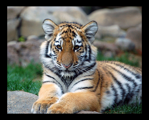 1906662004_7a32214d77 - Animale