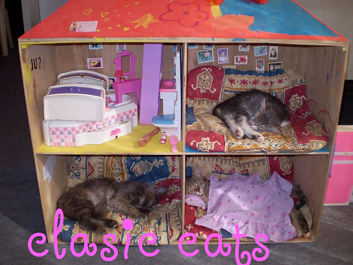 2649671955_ede4061c67 - Animale