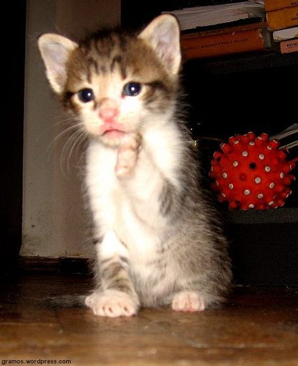 am-intalnit-si-pisici-fericite-gramocat_2 - Animale