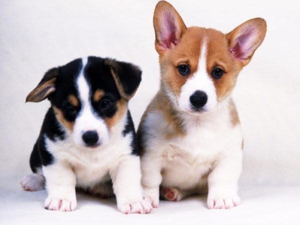 caini_multiplele_criterii_pentru_alegerea_unui_catel_243 - Animale