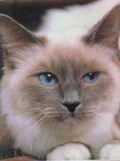 pisicicuochialbastri_tn - Animale