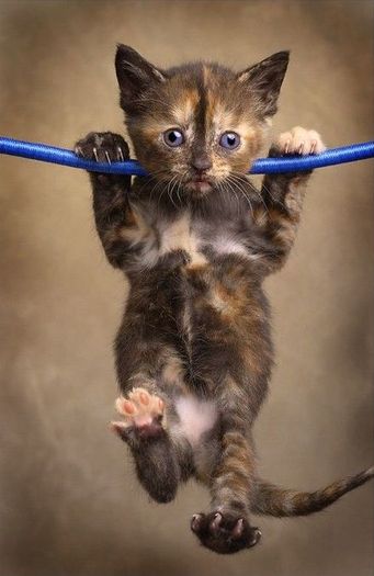 pisici-poze-online - Animale