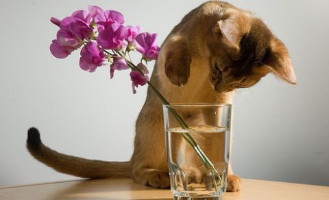 plante-toxice-pentru-pisici_1 - Animale