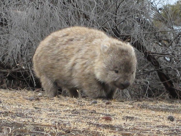 wombat-8989 - Animale