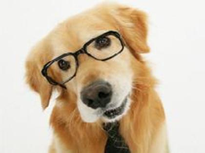 show_img.php - Animale