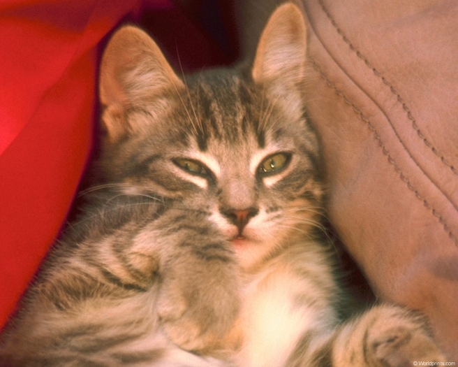 sleepy_cat - Animale