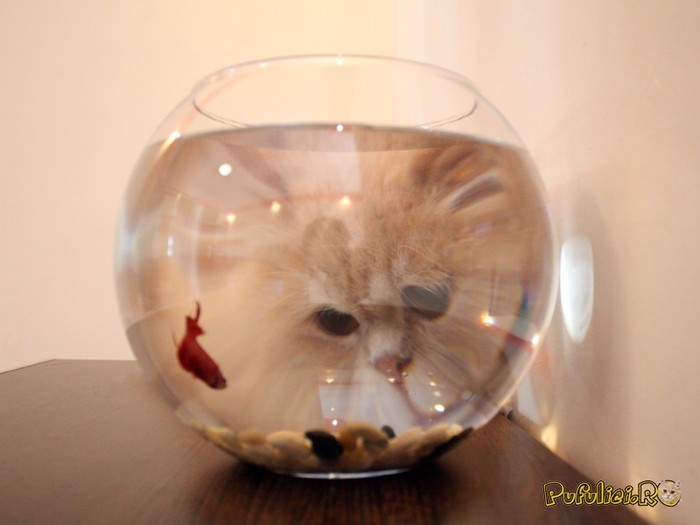 poze-cu-pisici-05-23-09-19-36-51 - Animale