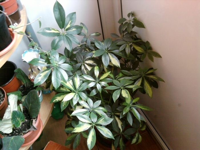 SP_A1123 - schefflera