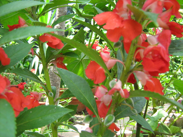 impatiens rosu