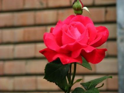 1 dragut trandafir dragut - poze trandafiri