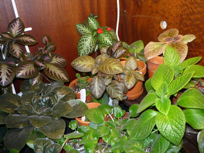 P1020942 - episcia