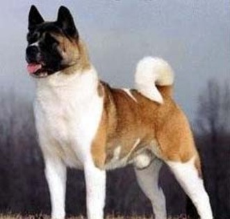 akita