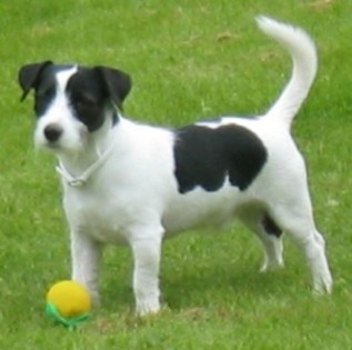 caine-jack-russell-terrier-300x298 - caini