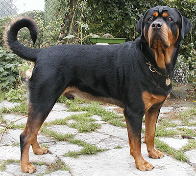 rottweiler - caini