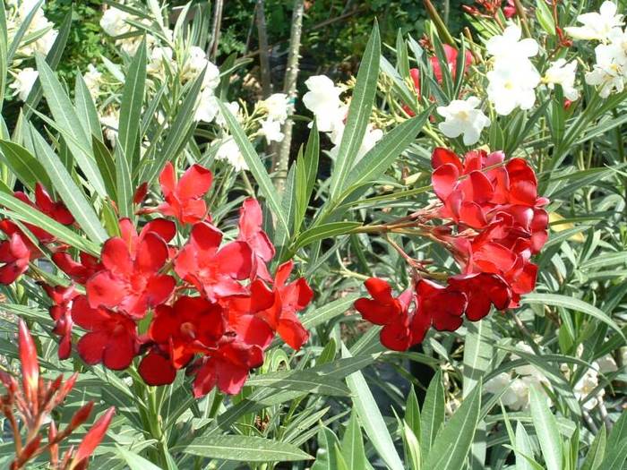 nerium_oleander_-_red. - leandrii de  care imi doresc f mult