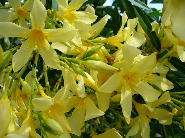 nerium_oleander_maria_gambetta_ am cumparat