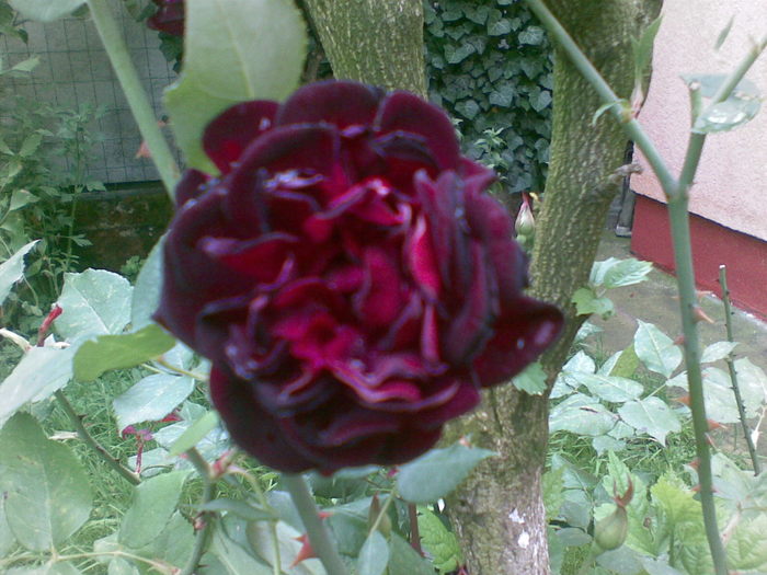 trandafirul meu de catifea - trandafiri