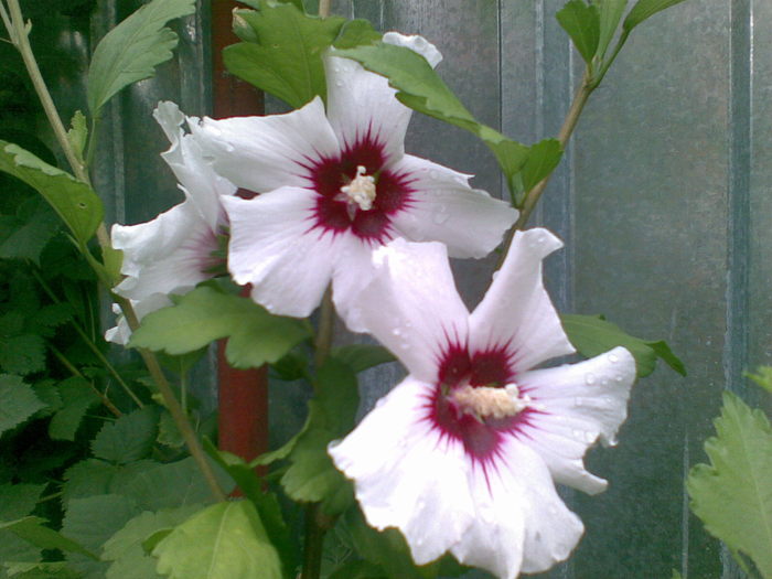Hibiscus syriacus alb; zambind la soarele de dupa nori...
