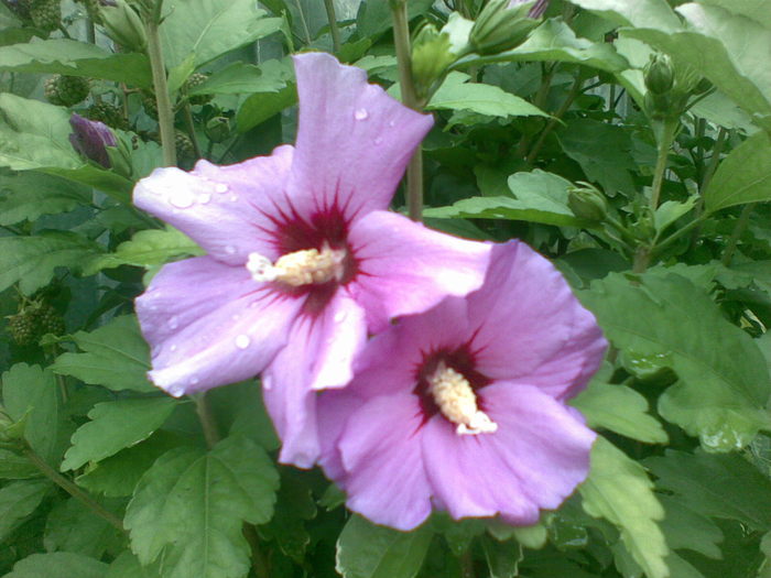 Hibiscus syriacus mov; ...cu stropi de ploaie
