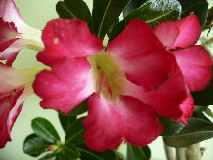 P1270838 - Adenium 2010