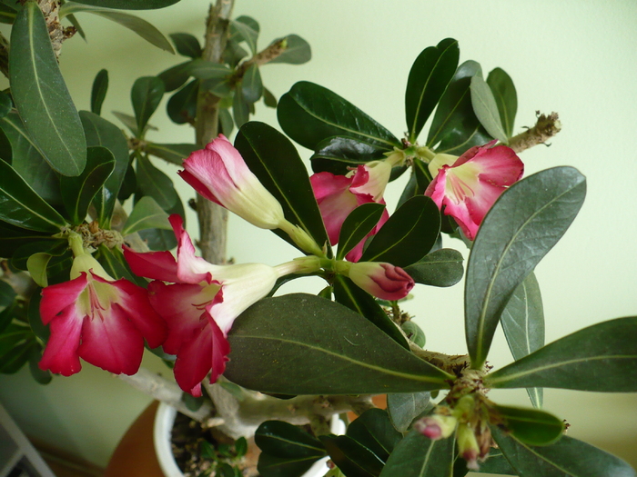 P1270845 - Adenium 2010