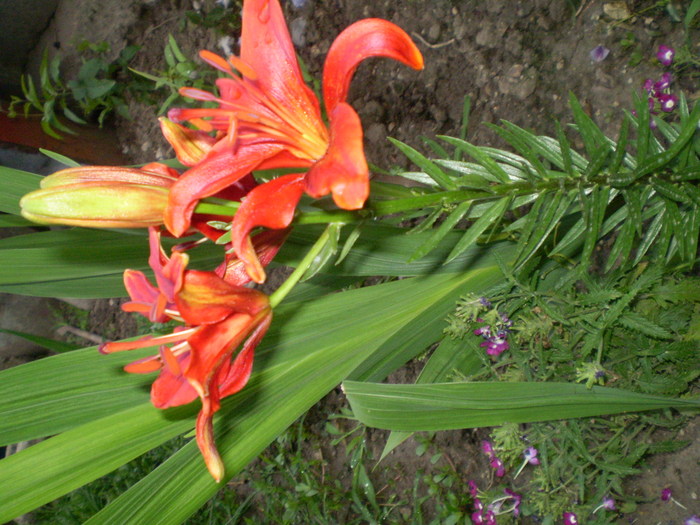 P6243815 - flori de gradina 2010-primavara-vara